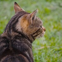 Я слушаю вас, сказал он, но так и не посмотрел :: Магомед .