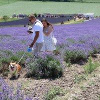 лавандовое настроение :: Светлана Баталий