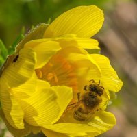 Адонис весенний. :: Алексей Трухин