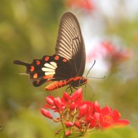 Чудо ! :: kolyeretka Чудо ! :: kolyeretka