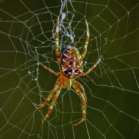 Паук-крестовик :: Aleksey Afonin