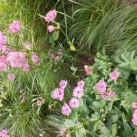 Не знаю название цветка :: Svetlana 