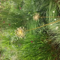 Тоже незнакомец для меня :: Svetlana 