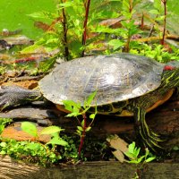 Принимает солнечные ванны :: Андрей Снегерёв Принимает солнечные ванны :: Андрей Снегерёв