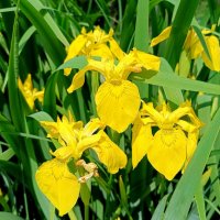 Ирис жёлтый :: Мария Васильева