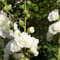 Заневестились белые мальвы махровые :: Татьяна Смоляниченко Заневестились белые мальвы махровые :: Татьяна Смоляниченко