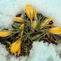 13 апреля :: Михаил Бибичков