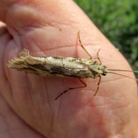 Ручной ручейник :: Александр Чеботарь Ручной ручейник :: Александр Чеботарь