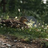 Кряква серая. :: Вадим Басов Кряква серая. :: Вадим Басов
