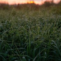 Роса на траве. Утро на Покрова на Нерли :: Вячеслав Владимирович