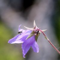 Колокольчик. :: Александр Кондаков
