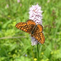 Наслаждение... :: Владимир Шошин Наслаждение... :: Владимир Шошин