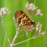 и снова бабочки 4 :: Александр Прокудин и снова бабочки 4 :: Александр Прокудин