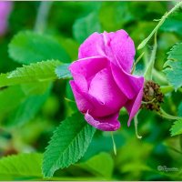 Городские цветы :: Aquarius - Сергей