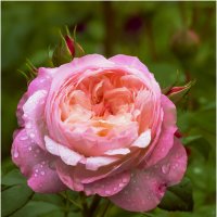 Просто летний дождь прошел :: Валентин Котляров Просто летний дождь прошел :: Валентин Котляров