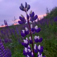 Люпин :: Сапсан 