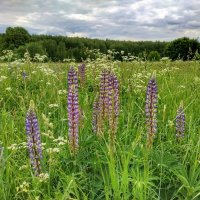 цветут люпины :: Валентина. . цветут люпины :: Валентина. .