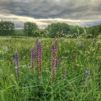 люпины зацвели :: Валентина. .