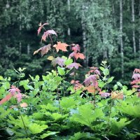 Молодо- не всегда зелено!) :: Любовь 