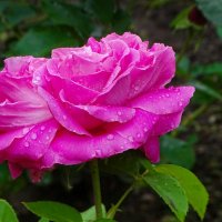 Городские цветы. :: Милешкин Владимир Алексеевич 