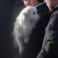 Домашние животные :: Полина Лопатина (Hunter)