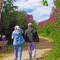 Июнь...По сиреневой аллее! :: Владимир 