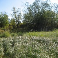 Осока на солнце :: Anna Ivanova Осока на солнце :: Anna Ivanova