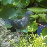 Голубка сизокрылая :: Валентин Семчишин