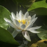 Белая лилия :: Валентин Семчишин