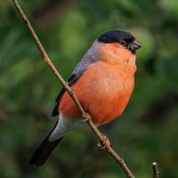 Июньский снегирь :: Sergey38 