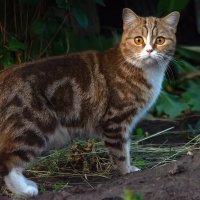 сосед :: Виталий Емельянов