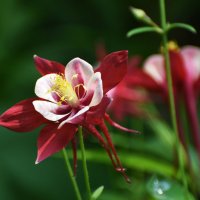 Москва. Нескучный сад. :: Наташа *****