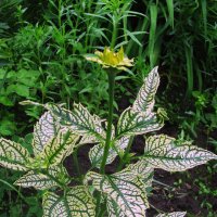 Гелиопсис зацветает :: Людмила Смородинская