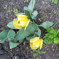 Весенний цвет. :: Владимир Драгунский Весенний цвет. :: Владимир Драгунский