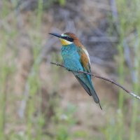 щурки. :: юрий макаров