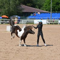 Международная конная выставка "Иппосфера" 2025 :: Николай 