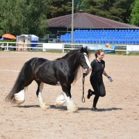 Международная конная выставка "Иппосфера" 2025 :: Николай Международная конная выставка "Иппосфера" 2025 :: Николай