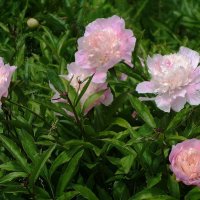 Пионы :: Рита Симонова