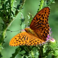 Бабочка :: Геннадий Супрун Бабочка :: Геннадий Супрун