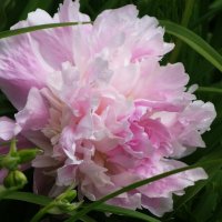 Пион :: Рита Симонова