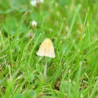 Грибочки пошли... :: Татьяна Лютаева