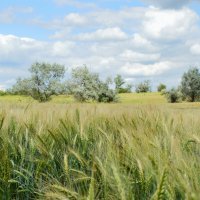 Играет ветер в поле...поспевает озимая пшеница... :: Надежда Куркина 