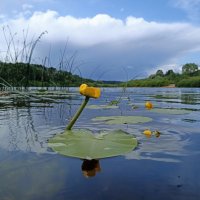 Река Угра :: Pippa Река Угра :: Pippa