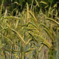 Колоски.. :: Петр Беляков