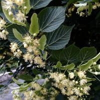 *** :: Валентина Береснева