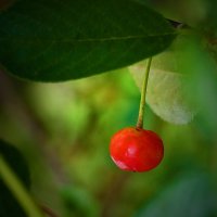 Вишенка поспела :: Светлана Вишенка поспела :: Светлана