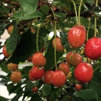 Зреют вишни :: Татьяна Тюменка