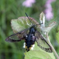 ** :: Зоя Мишина ** :: Зоя Мишина