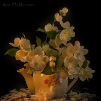 Про чубушник :: игорь 