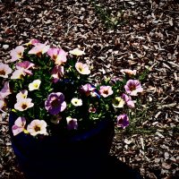 Летние этюды 41 :: Алексей Кузнецов